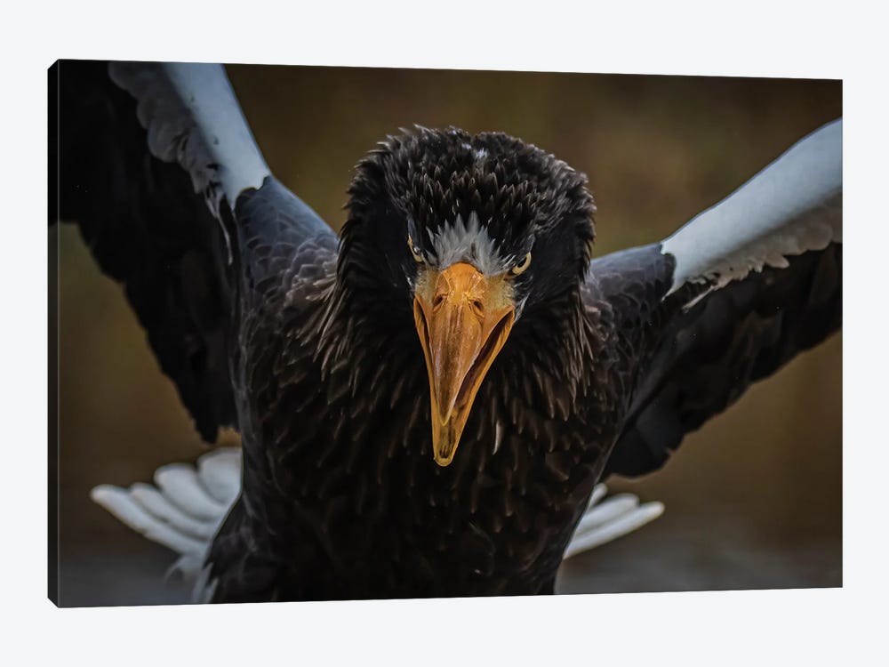 Angry Bird (Steller's Sea Eagle) by Robin Scholte 1-piece Canvas Wall Art