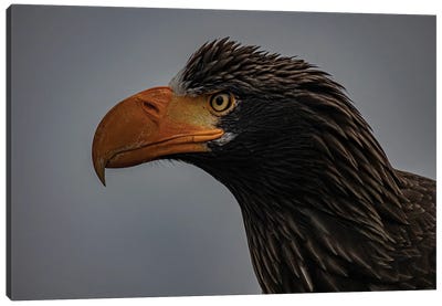 Portrait Of A Steller's Sea Eagle Canvas Art Print - Eagle Art
