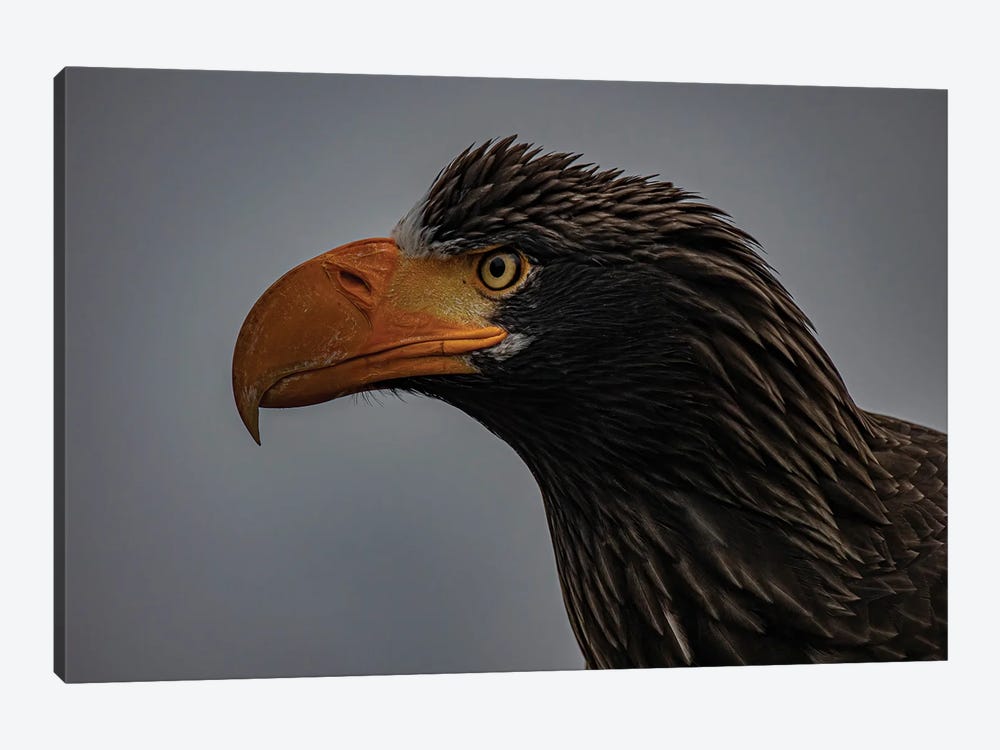 Portrait Of A Steller's Sea Eagle by Robin Scholte 1-piece Art Print