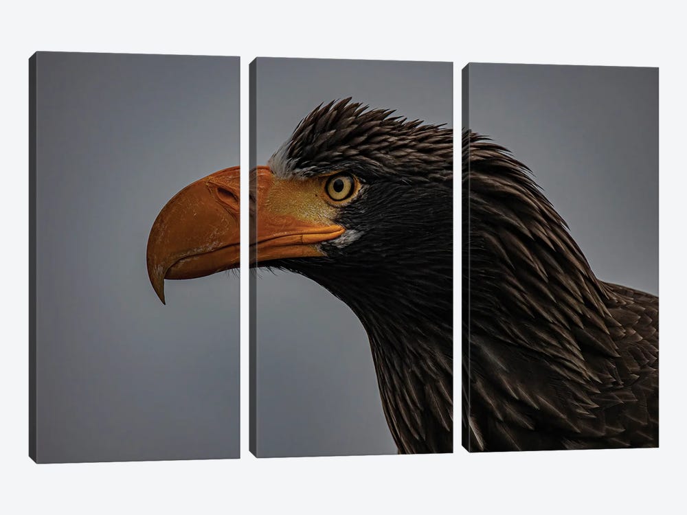 Portrait Of A Steller's Sea Eagle by Robin Scholte 3-piece Art Print