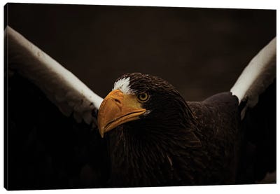 Steller's Sea Eagle In Action Canvas Art Print - Eagle Art