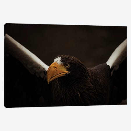 Steller's Sea Eagle In Action Canvas Print #RLT25} by Robin Scholte Canvas Wall Art