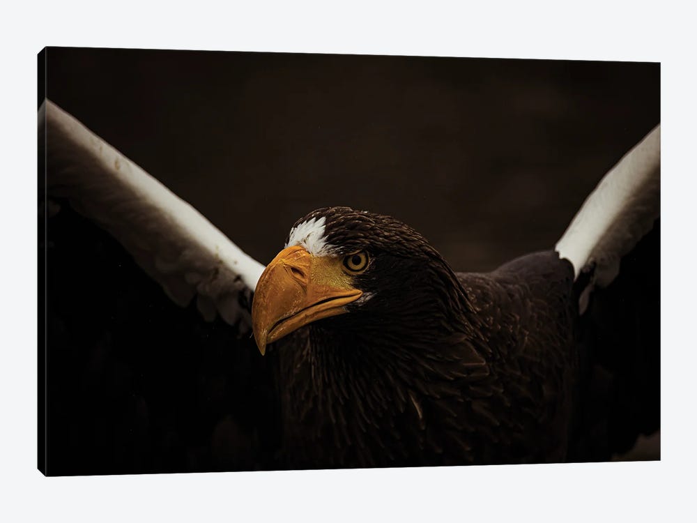 Steller's Sea Eagle In Action by Robin Scholte 1-piece Canvas Print