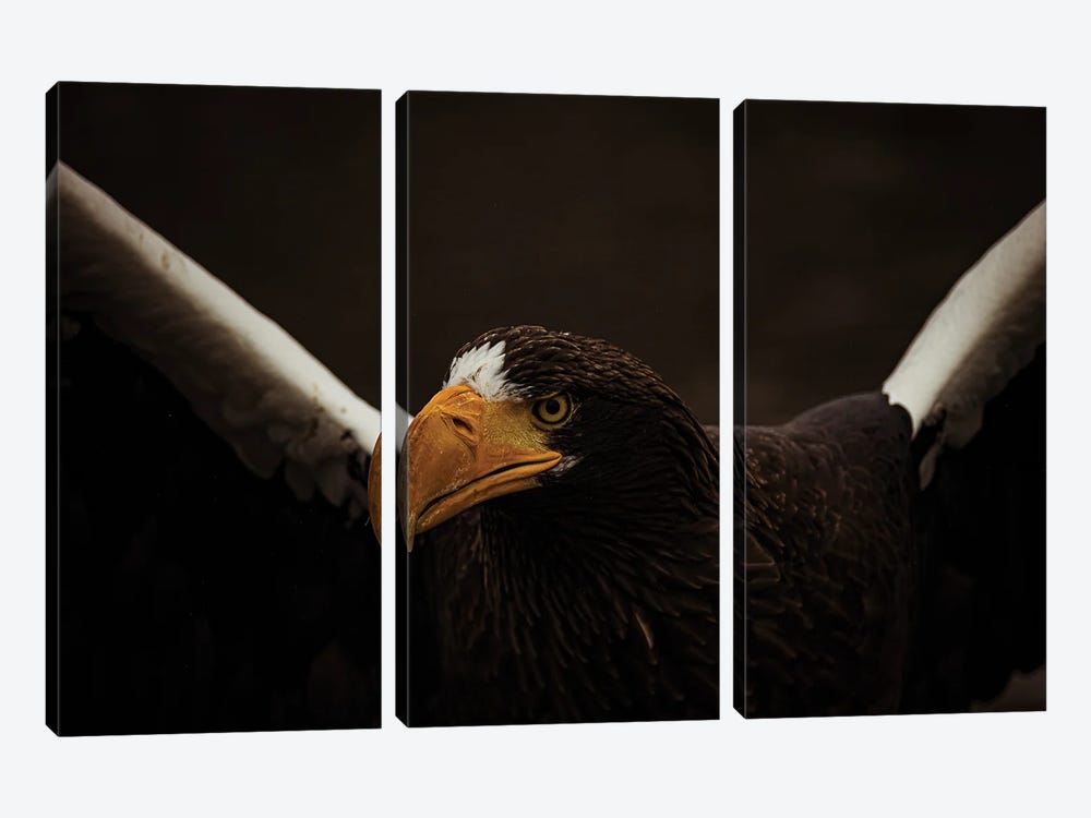 Steller's Sea Eagle In Action by Robin Scholte 3-piece Canvas Art Print