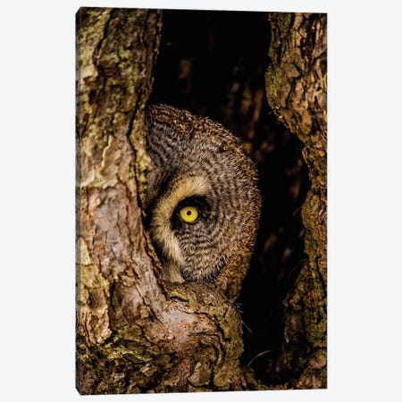 Peek-A-Boo Owl Canvas Print #RLT27} by Robin Scholte Canvas Artwork
