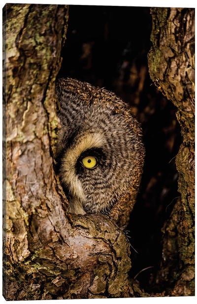 Peek-A-Boo Owl Canvas Art Print - Robin Scholte