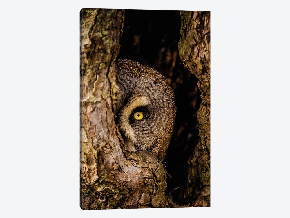 Peek-A-Boo Owl by Robin Scholte 1-piece Canvas Print
