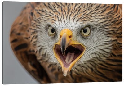 Angry Red Kite Canvas Art Print - Eagle Art