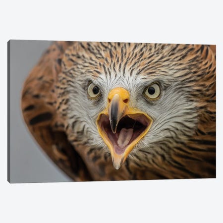 Angry Red Kite Canvas Print #RLT29} by Robin Scholte Canvas Art Print