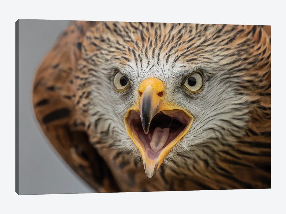 Angry Red Kite by Robin Scholte 1-piece Canvas Print