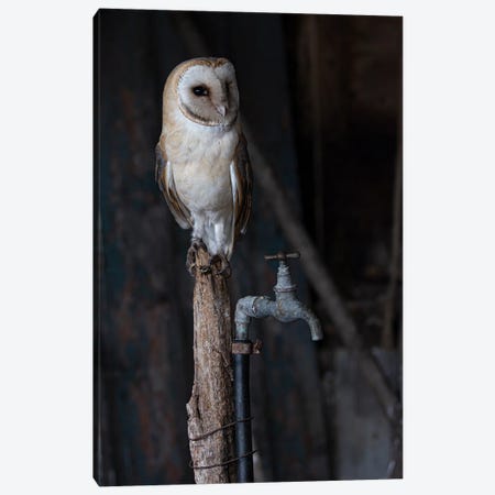 Barn Owl In Old Shelter Canvas Print #RLT30} by Robin Scholte Canvas Art