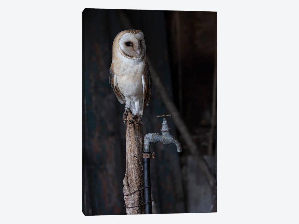 Barn Owl In Old Shelter by Robin Scholte 1-piece Art Print
