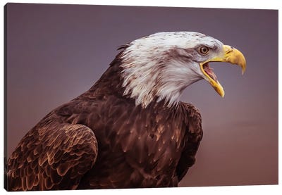 American Pride Canvas Art Print - Eagle Art