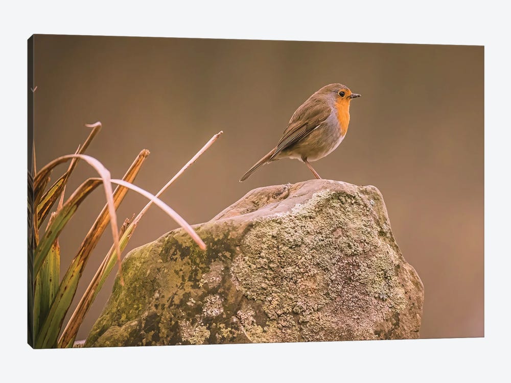 Robin by Robin Scholte 1-piece Canvas Print