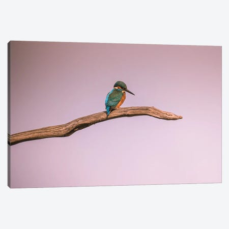 Kingfisher Canvas Print #RLT37} by Robin Scholte Canvas Print