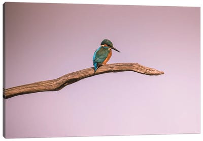 Kingfisher Canvas Art Print - Robin Scholte