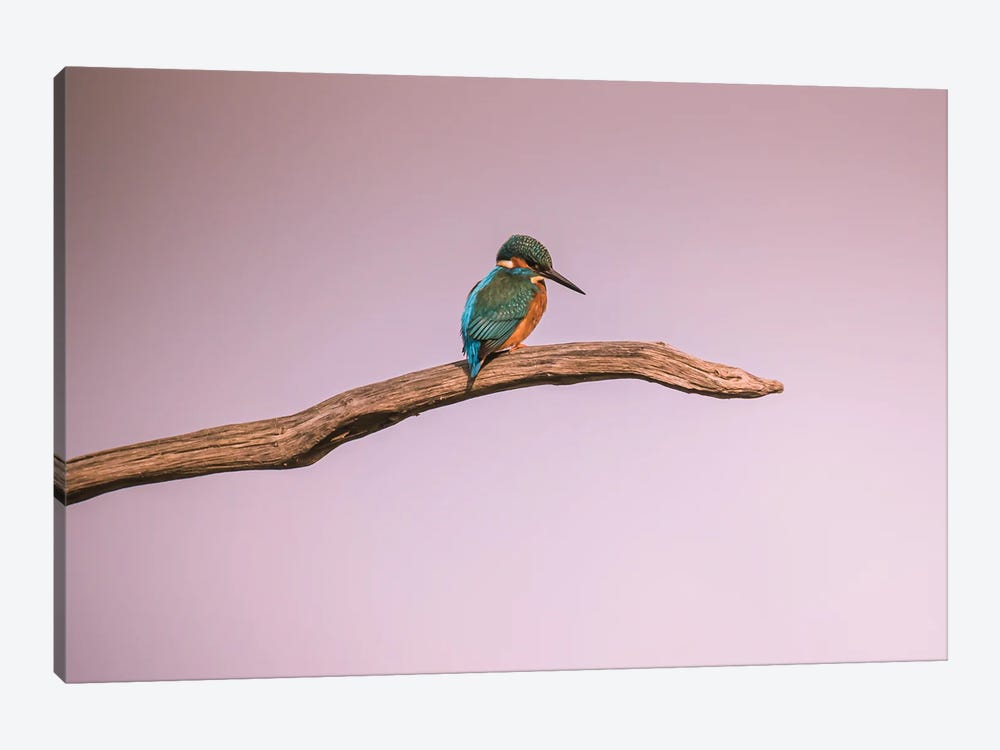 Kingfisher by Robin Scholte 1-piece Canvas Artwork