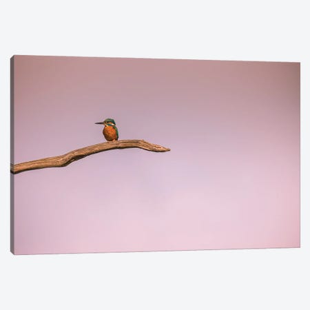 Lonely Kingfisher Canvas Print #RLT38} by Robin Scholte Canvas Wall Art