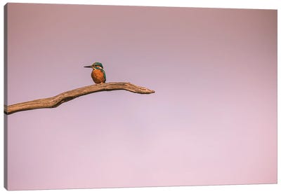 Lonely Kingfisher Canvas Art Print - Kingfisher Art