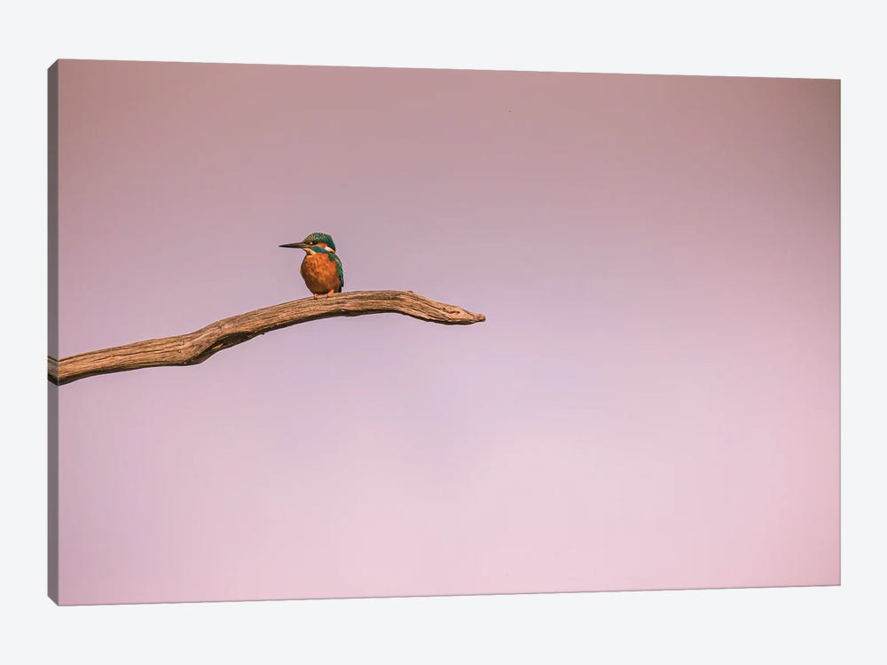 Lonely Kingfisher by Robin Scholte 1-piece Canvas Print
