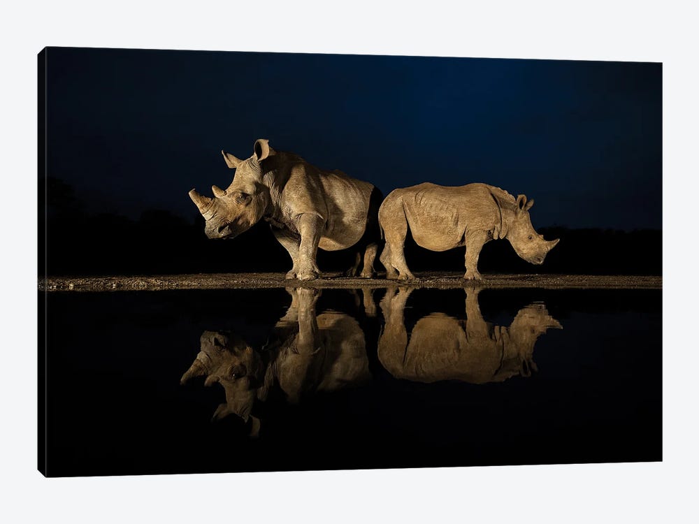 Rhinos In The Night by Robin Scholte 1-piece Canvas Wall Art