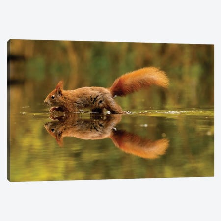 Reflected Squirrel Canvas Print #RLT42} by Robin Scholte Canvas Print