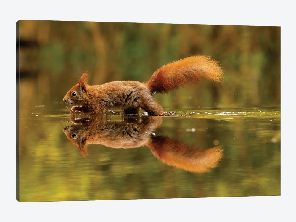 Reflected Squirrel by Robin Scholte 1-piece Canvas Wall Art