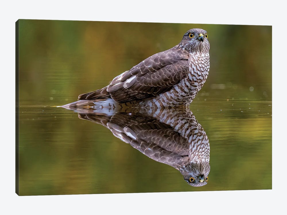 Reflect Sparrow Hawk by Robin Scholte 1-piece Art Print