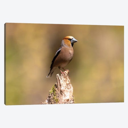 Hawfinch Canvas Print #RLT45} by Robin Scholte Canvas Artwork