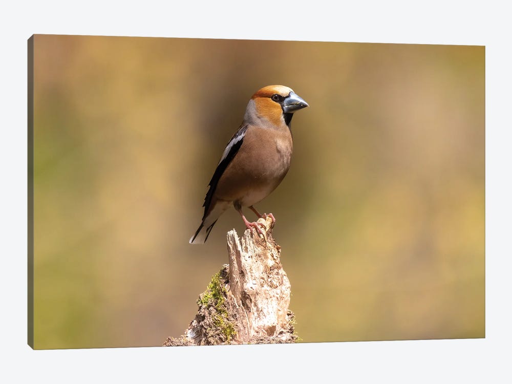 Hawfinch by Robin Scholte 1-piece Canvas Art Print