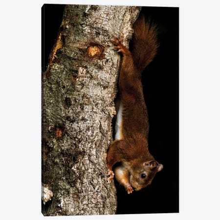 Hanging Squirrel Canvas Print #RLT47} by Robin Scholte Canvas Artwork