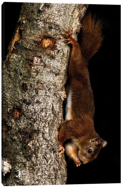 Hanging Squirrel Canvas Art Print - Robin Scholte