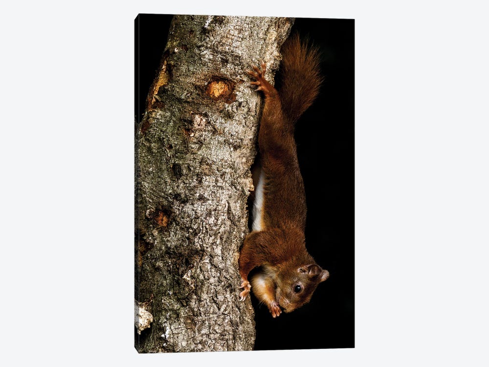 Hanging Squirrel by Robin Scholte 1-piece Art Print