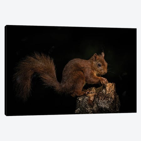 Squirrel In The Forrest Canvas Print #RLT48} by Robin Scholte Art Print
