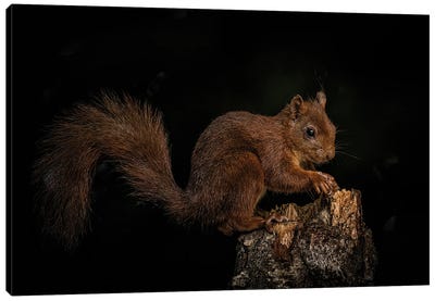 Squirrel In The Forrest Canvas Art Print - Robin Scholte