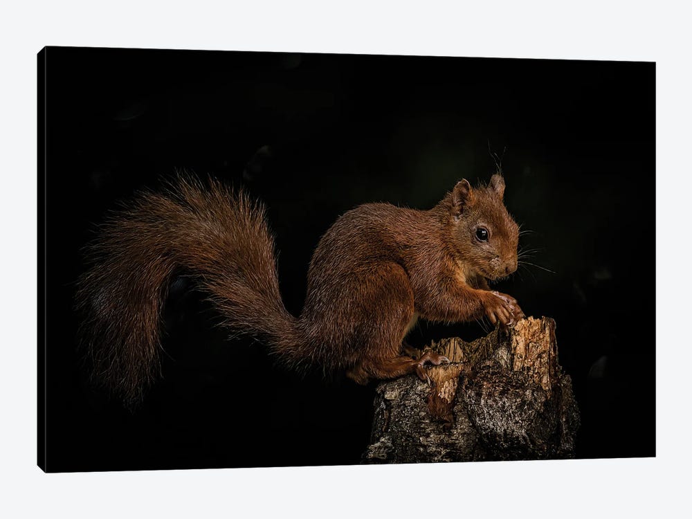 Squirrel In The Forrest by Robin Scholte 1-piece Canvas Art
