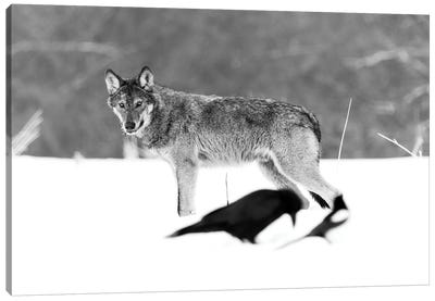 Wolf Art In The Snow Canvas Art Print - Robin Scholte