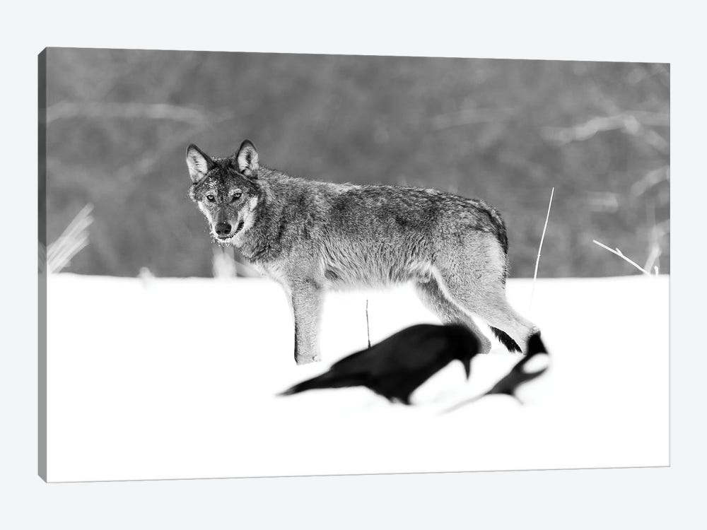 Wolf Art In The Snow by Robin Scholte 1-piece Art Print