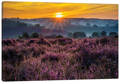 Purple Sunrise In The Netherlands Canvas Art Print - Netherlands Art