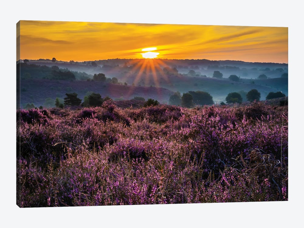 Purple Sunrise In The Netherlands by Robin Scholte 1-piece Art Print