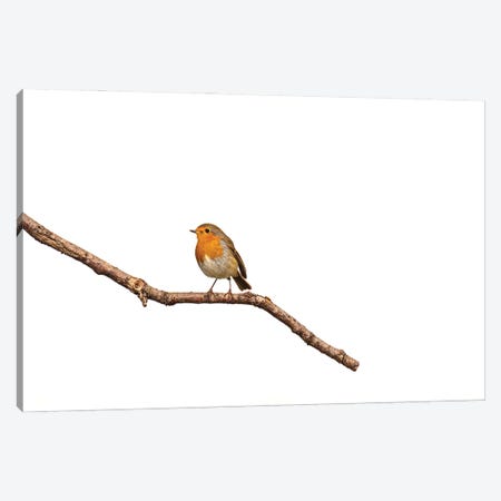 Lonely Robin Canvas Print #RLT54} by Robin Scholte Canvas Art Print