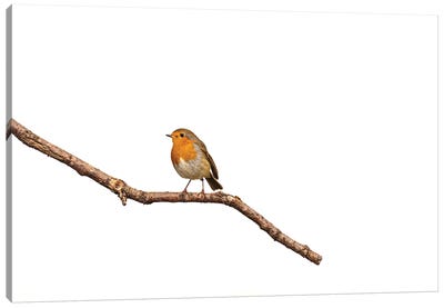 Lonely Robin Canvas Art Print - Robin Scholte