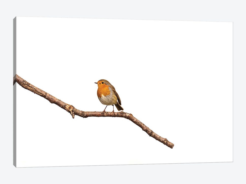 Lonely Robin by Robin Scholte 1-piece Canvas Print