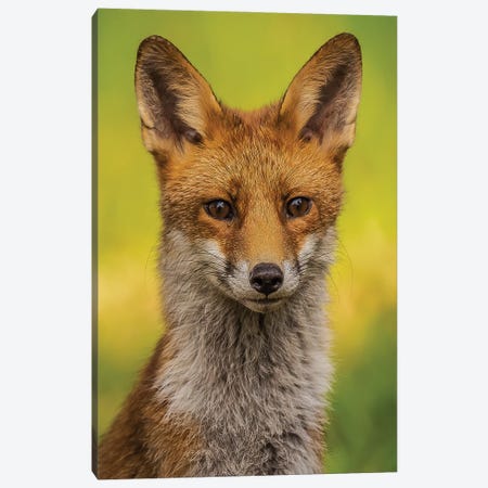 Portrait Of A Fox Canvas Print #RLT55} by Robin Scholte Canvas Print