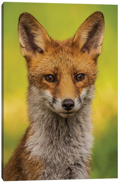 Portrait Of A Fox Canvas Art Print - Robin Scholte