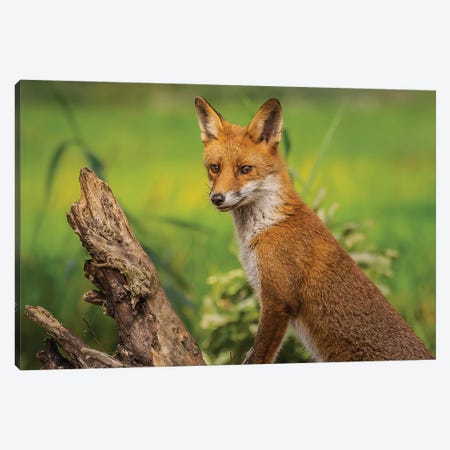Lovely Red Fox Canvas Print #RLT56} by Robin Scholte Art Print