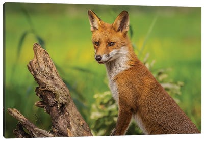 Lovely Red Fox Canvas Art Print - Robin Scholte