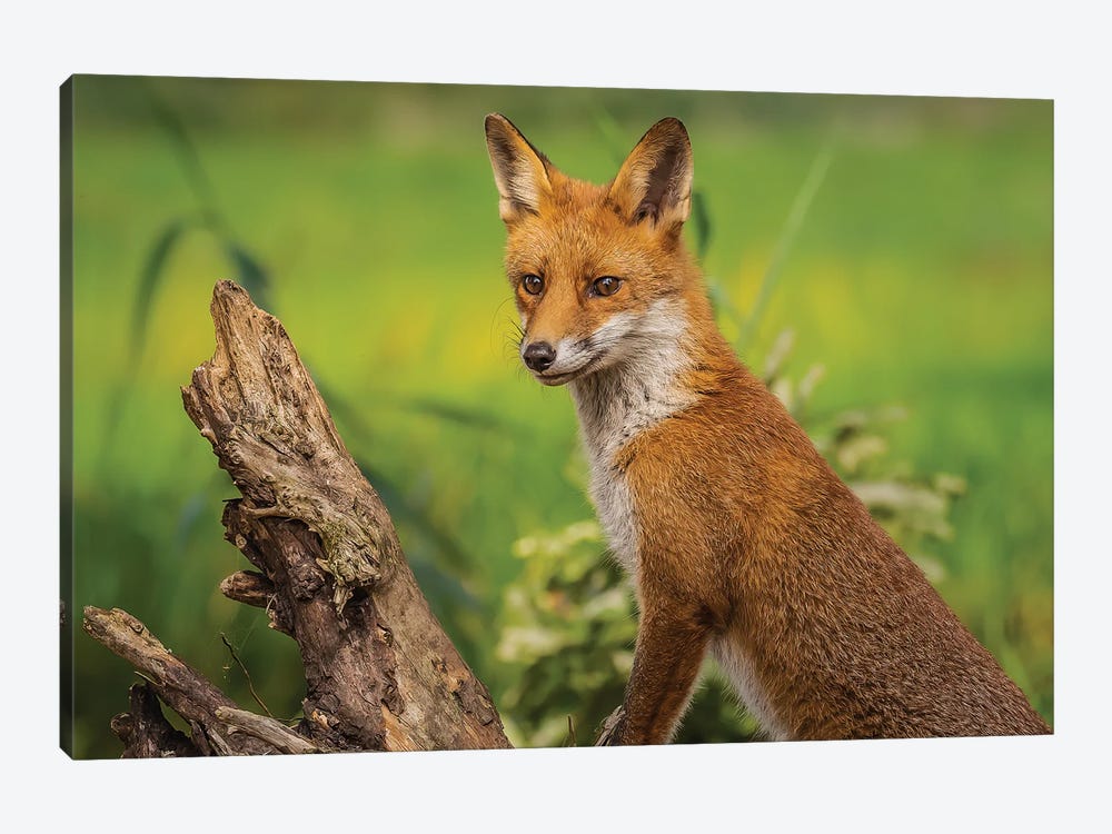 Lovely Red Fox by Robin Scholte 1-piece Canvas Art Print