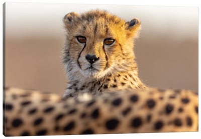 Cheetah Cub Canvas Art Print - Cheetah Art