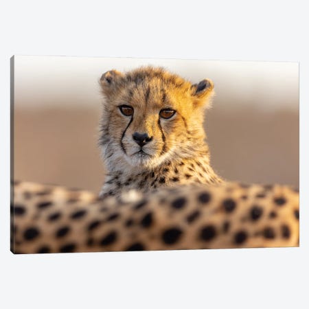 Cheetah Cub Canvas Print #RLT57} by Robin Scholte Art Print